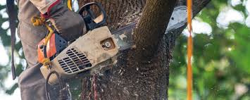 Best Tree Disease Treatment  in USA